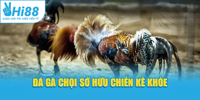 Đá gà chọi sở hữu chiến kê khỏe