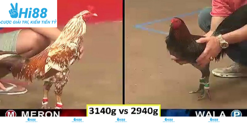Các loại kèo trong đá gà Thomo Hi88